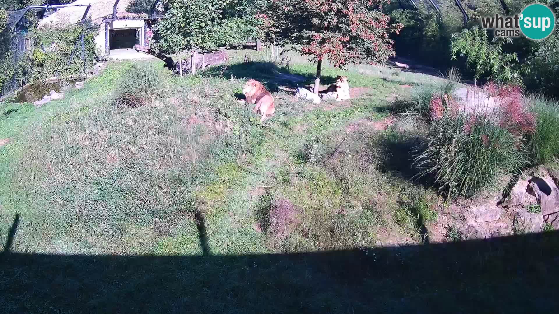 Zoo Ljubljana web kamera Lavovi