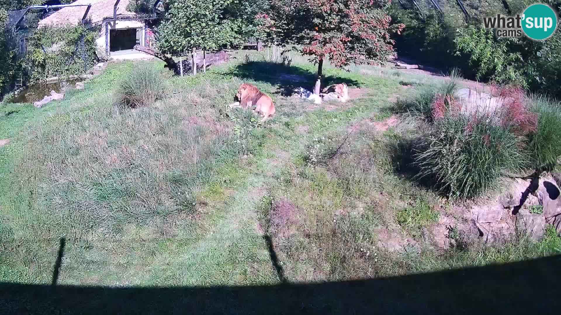 Zoo Ljubljana camera en vivo Leones