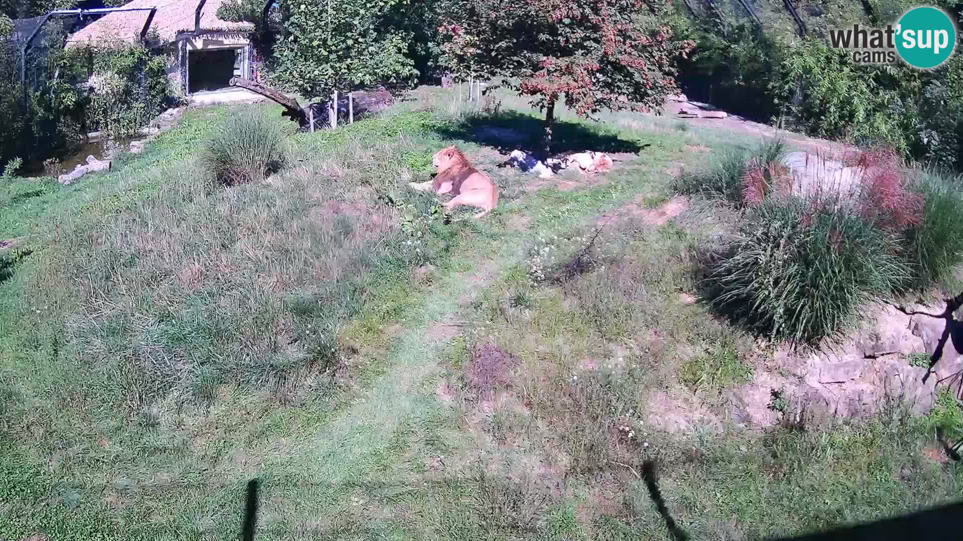 Zoo Lubiana live webcam Leoni