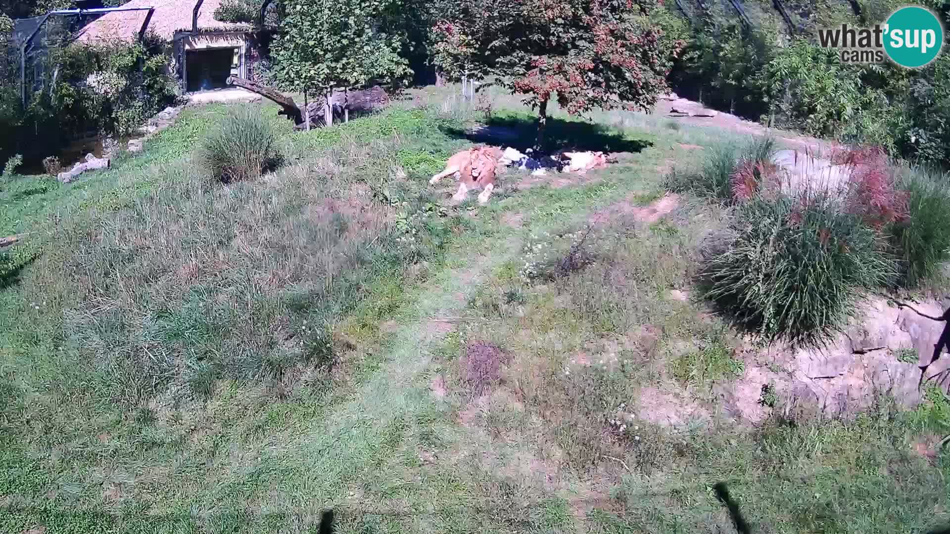 Ljubljana Zoo webcam Lion