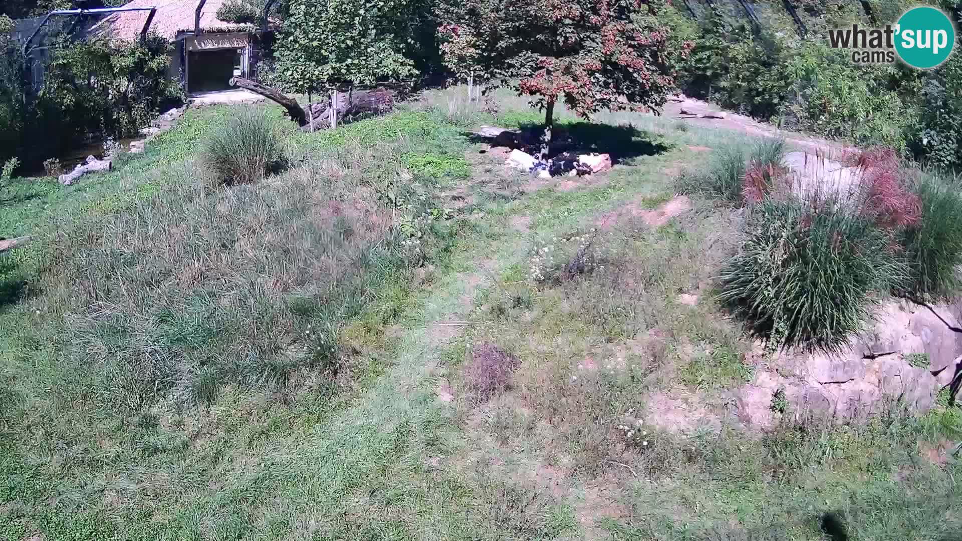 Live Ljubljana Zoo webcam Lion