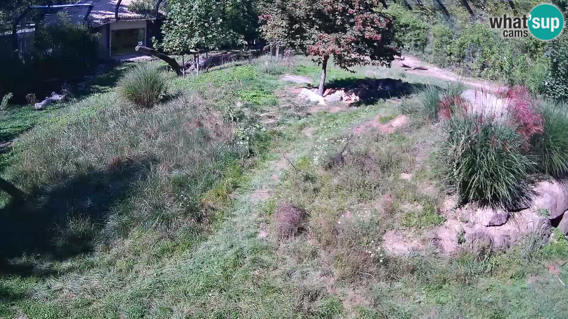 Zoo Ljubljana webcam Löwen