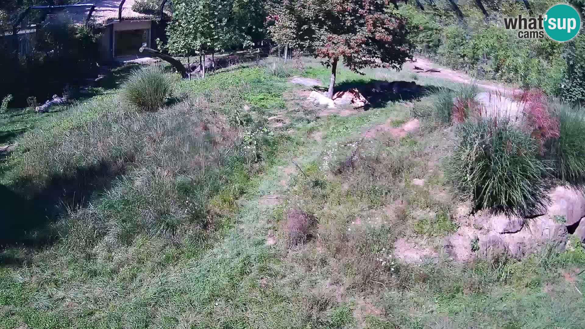 Zoo Ljubljana camera en vivo Leones