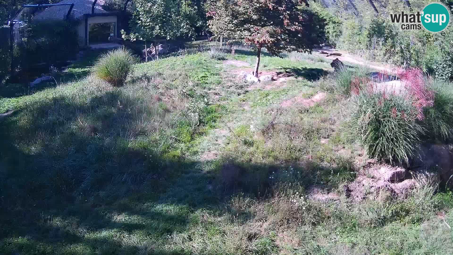 Zoo Ljubljana web kamera Lavovi