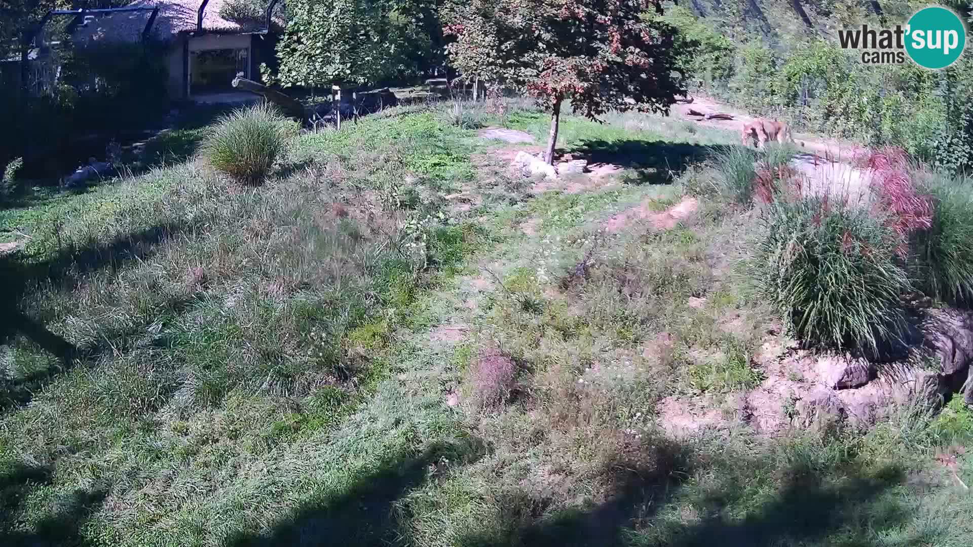 Zoo Ljubljana webcam Löwen