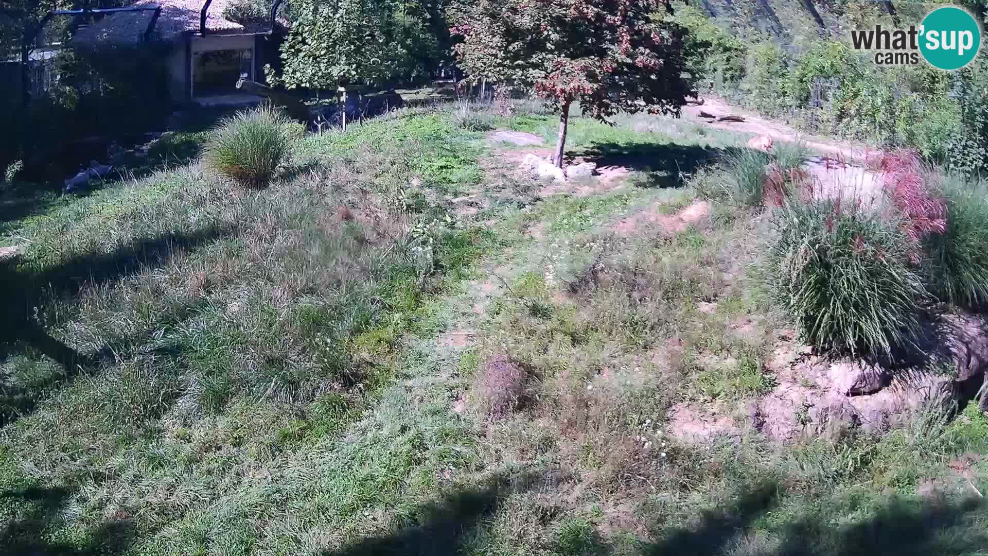 Ljubljana Zoo webcam Lion