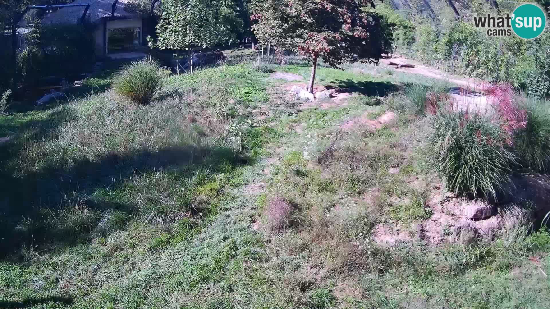 Live Ljubljana Zoo webcam Lion