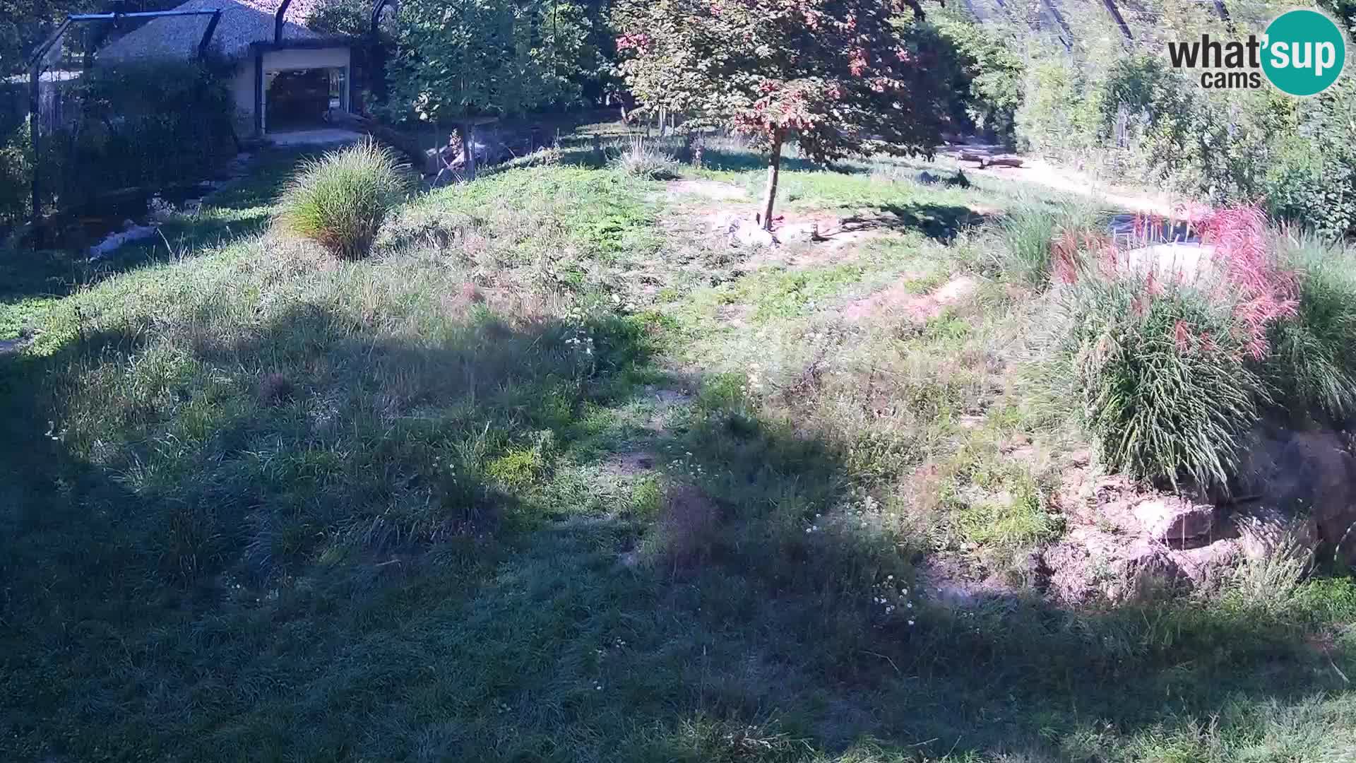 Zoo Ljubljana camera en vivo Leones