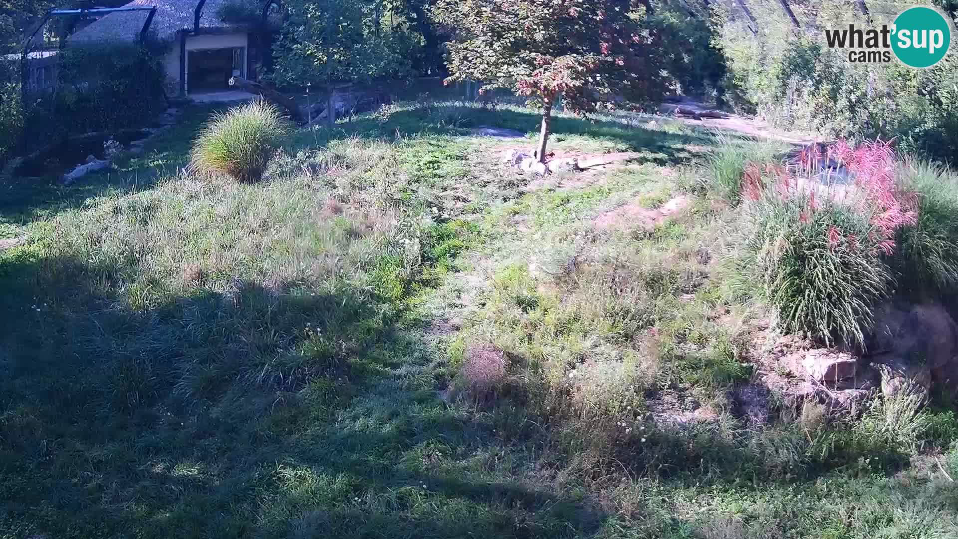 Zoo Ljubljana web kamera Lavovi
