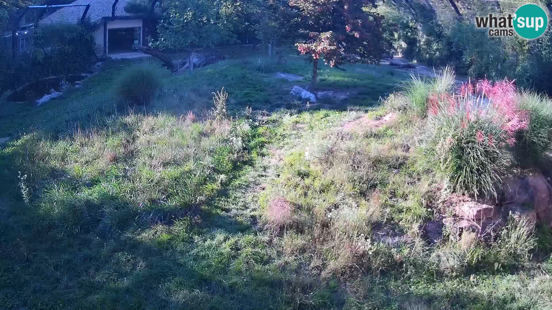 Zoo Lubiana live webcam Leoni