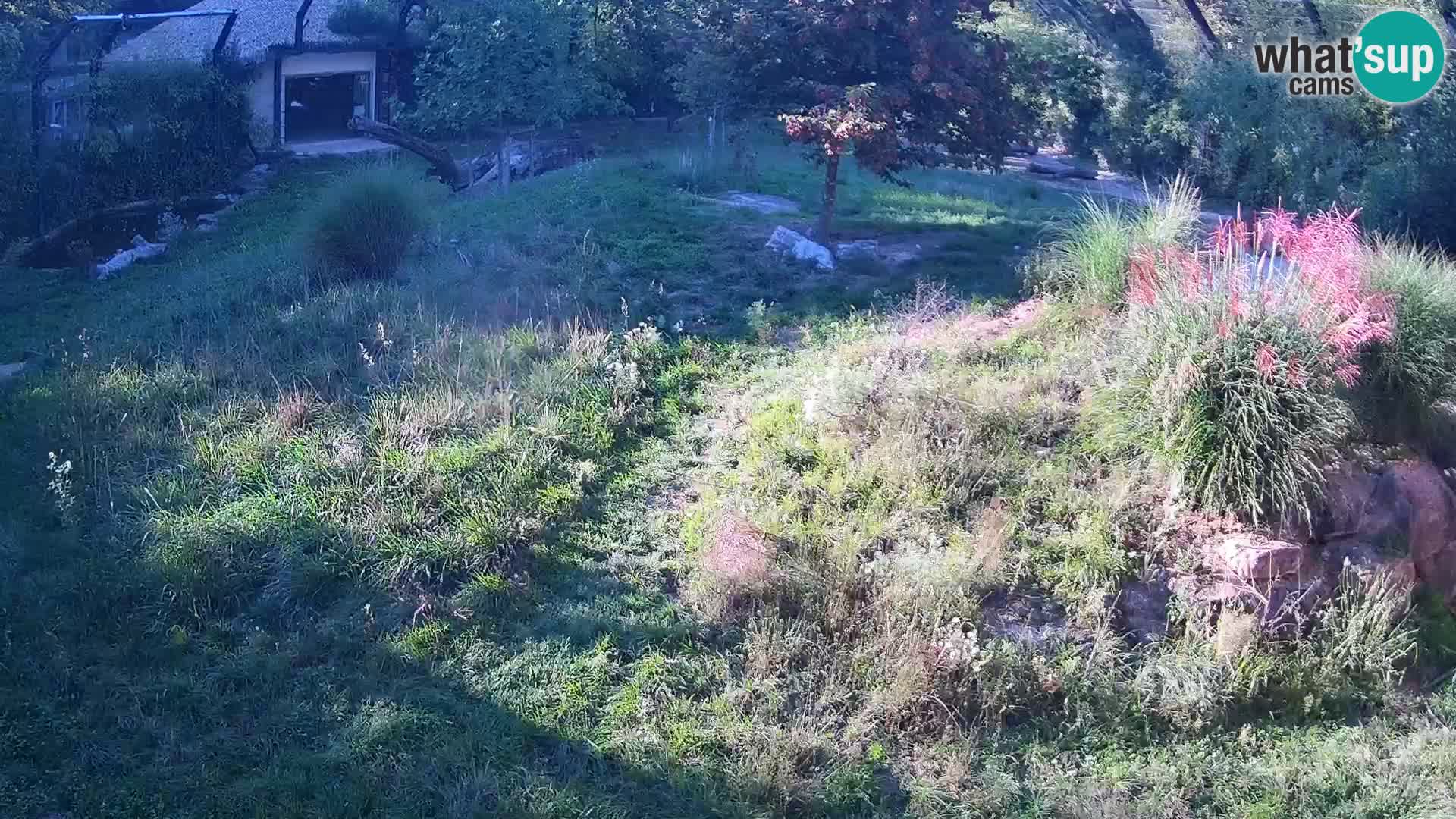 Ljubljana Zoo webcam Lion