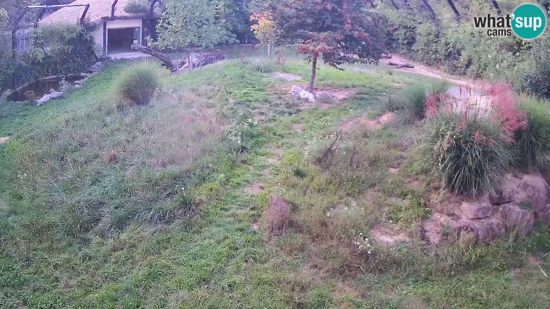 Zoo Lubiana live webcam Leoni