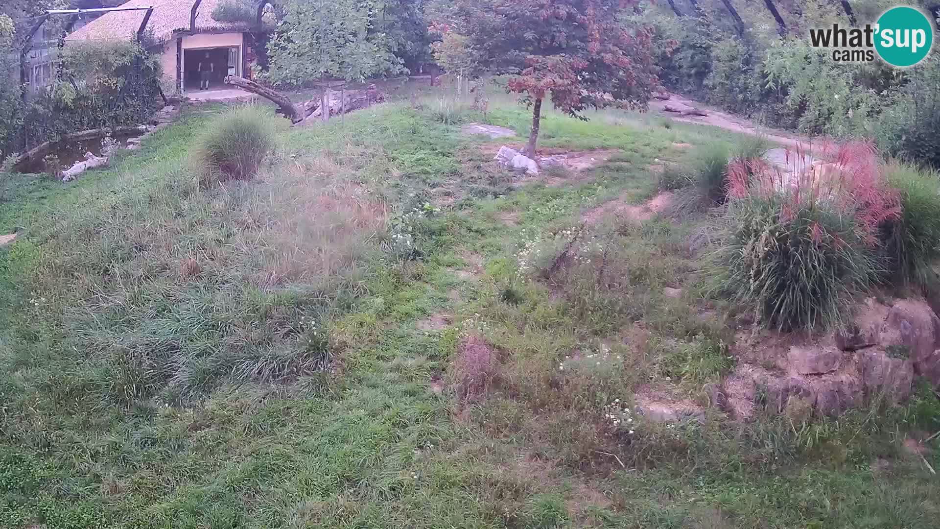 Zoo Ljubljana webcam Löwen