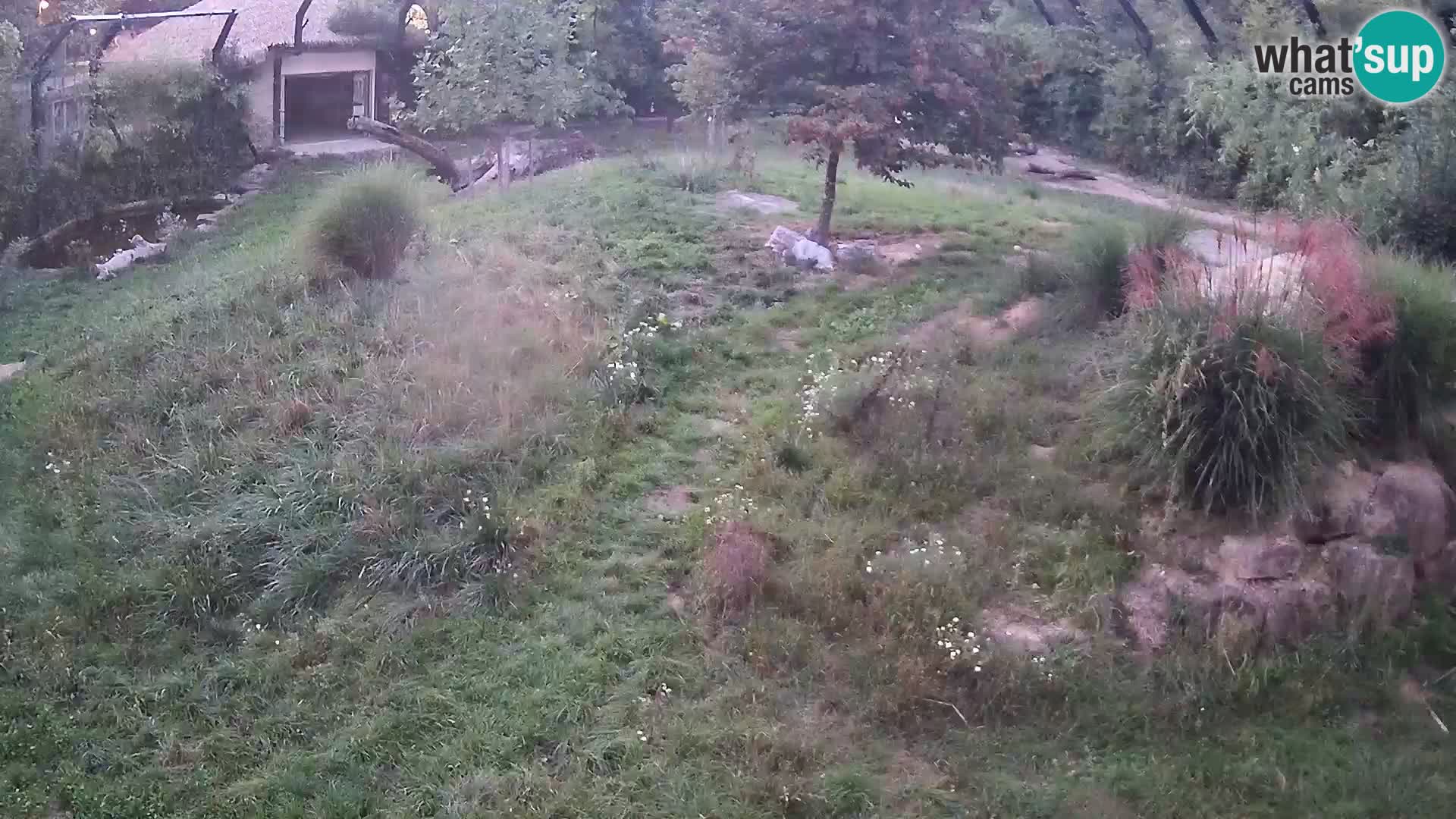 Zoo Ljubljana web kamera Lavovi
