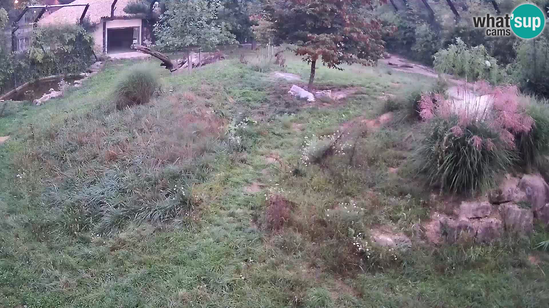 Zoo Lubiana live webcam Leoni