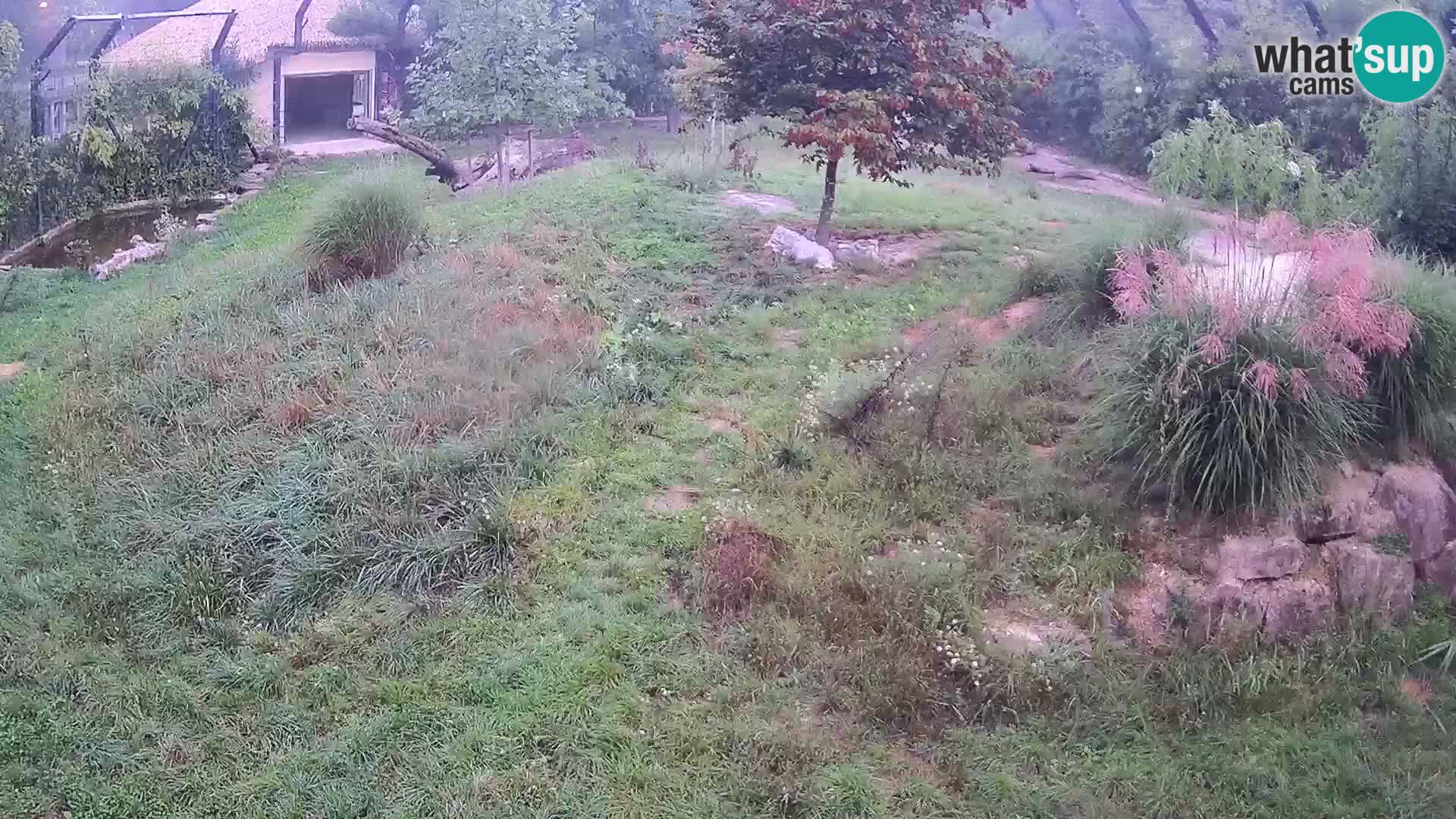 Ljubljana Zoo webcam Lion