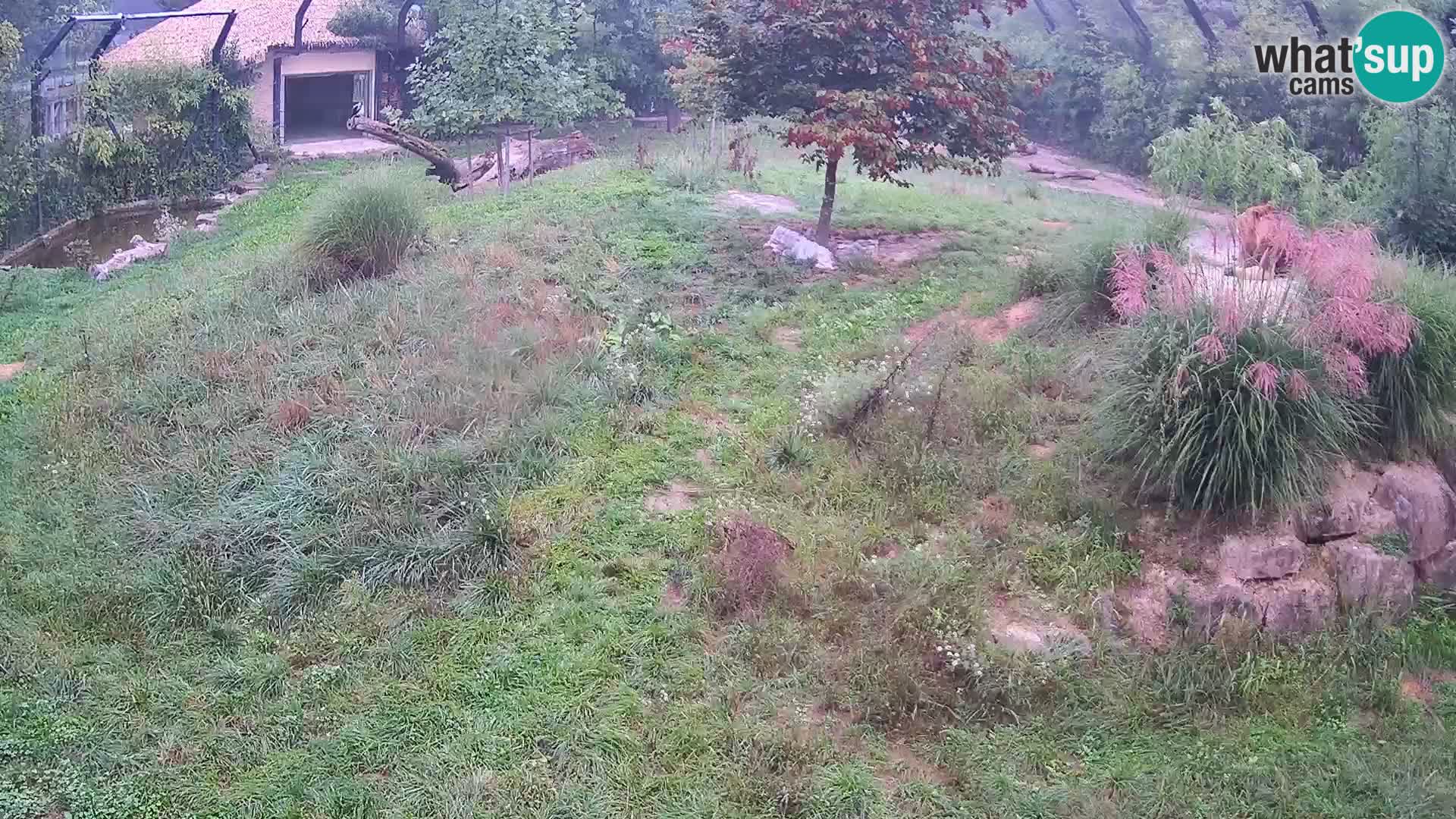 Zoo Ljubljana web kamera Lavovi