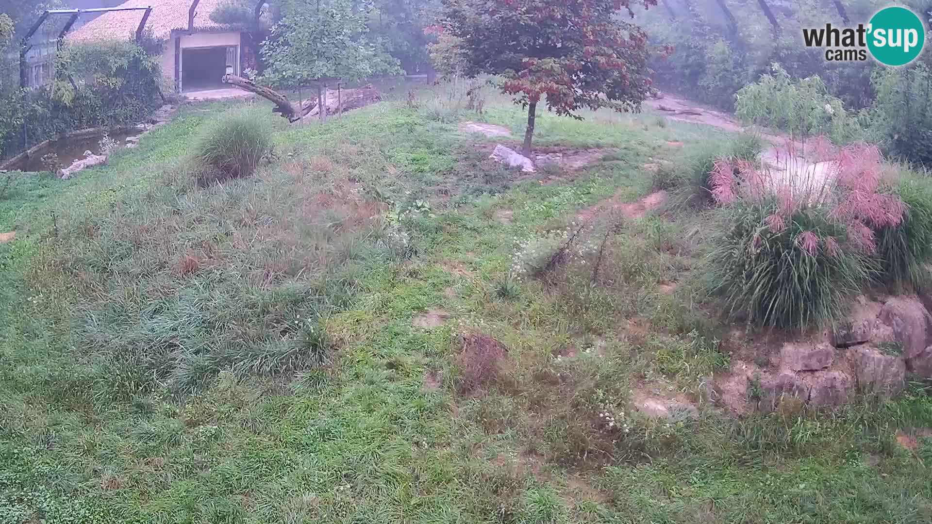 Zoo Ljubljana web kamera Lavovi