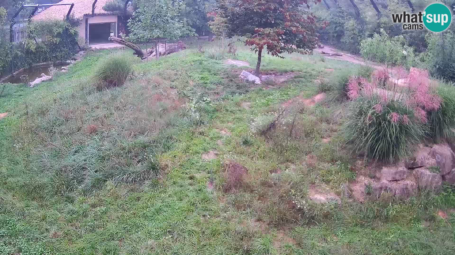 Zoo Ljubljana camera en vivo Leones