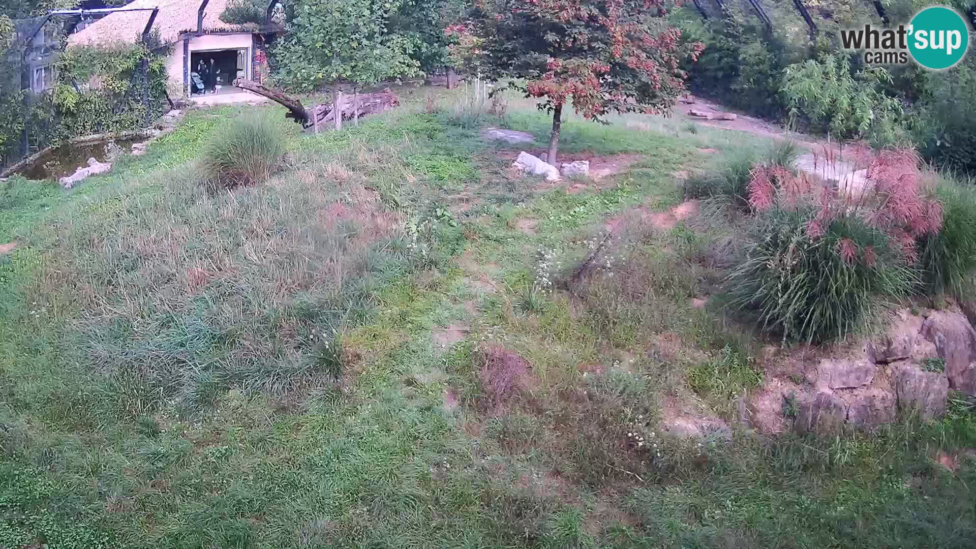 Zoo Ljubljana camera en vivo Leones