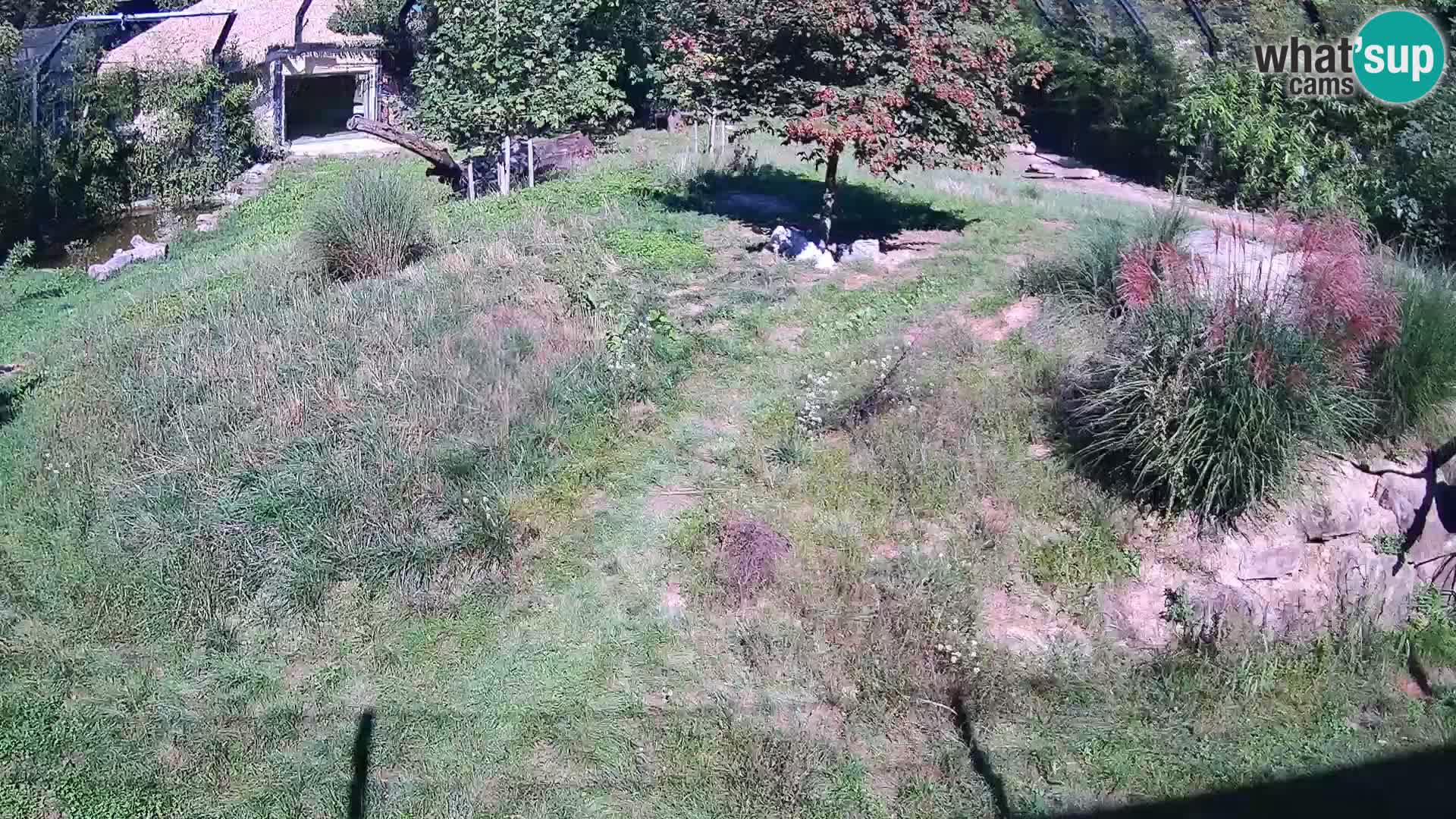 Live Ljubljana Zoo webcam Lion