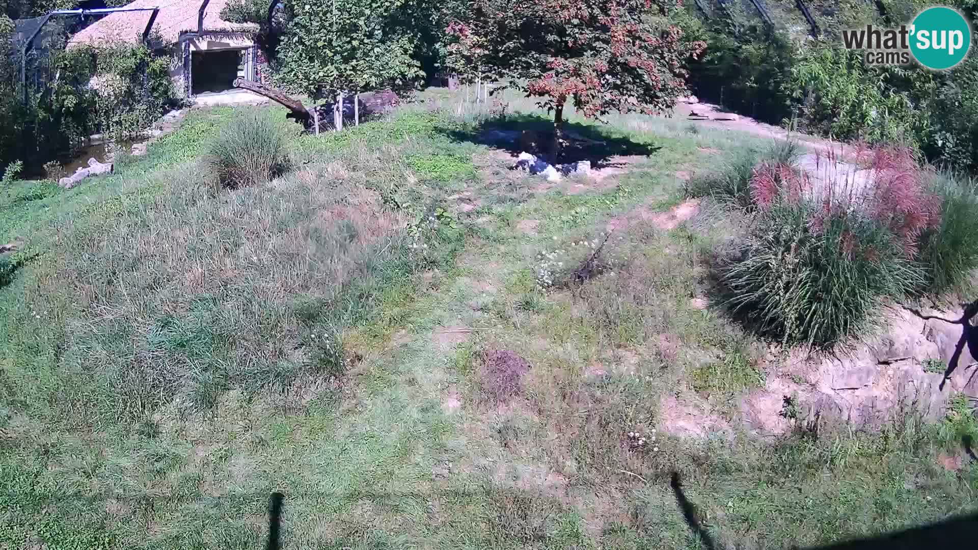 Zoo Ljubljana webcam Löwen