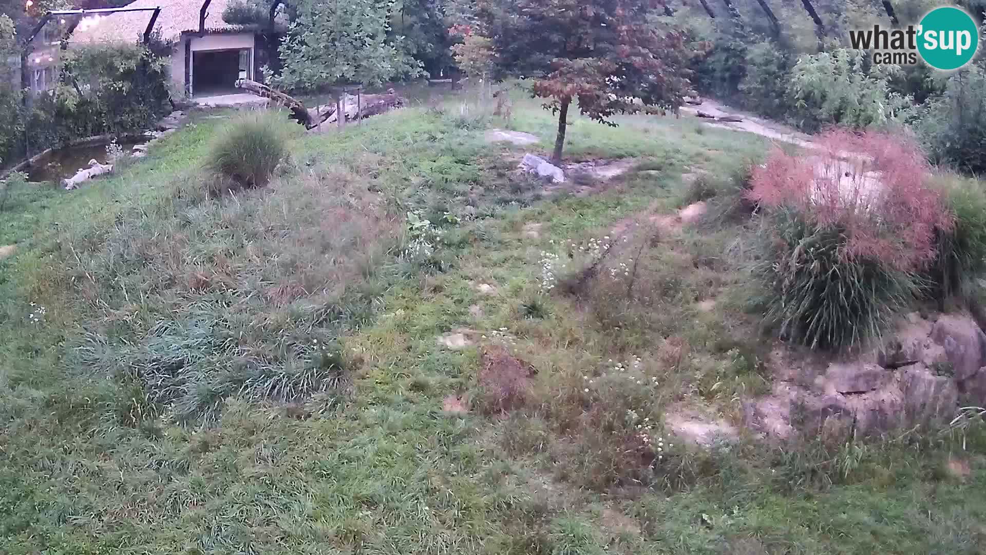 Zoo Lubiana live webcam Leoni