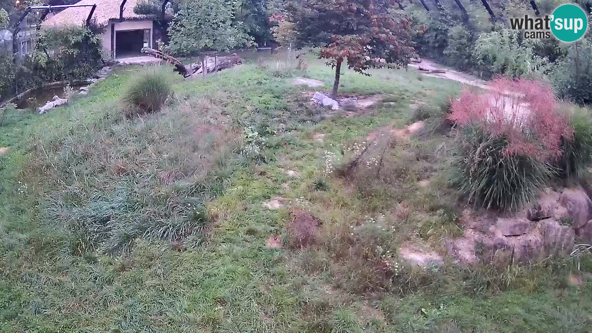 Zoo Ljubljana webcam Löwen