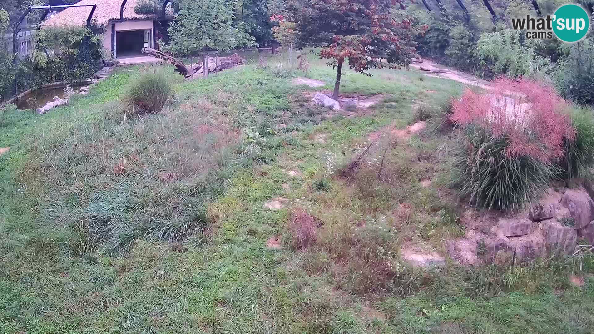 Zoo Ljubljana web kamera Lavovi