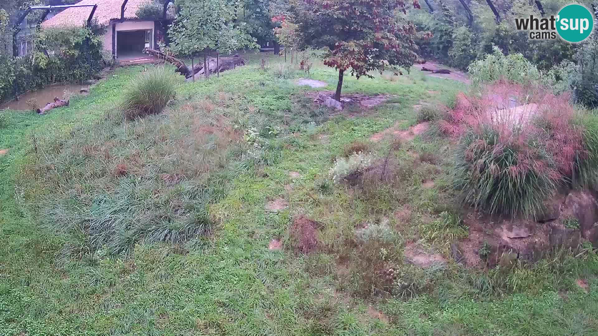 Live Ljubljana Zoo webcam Lion