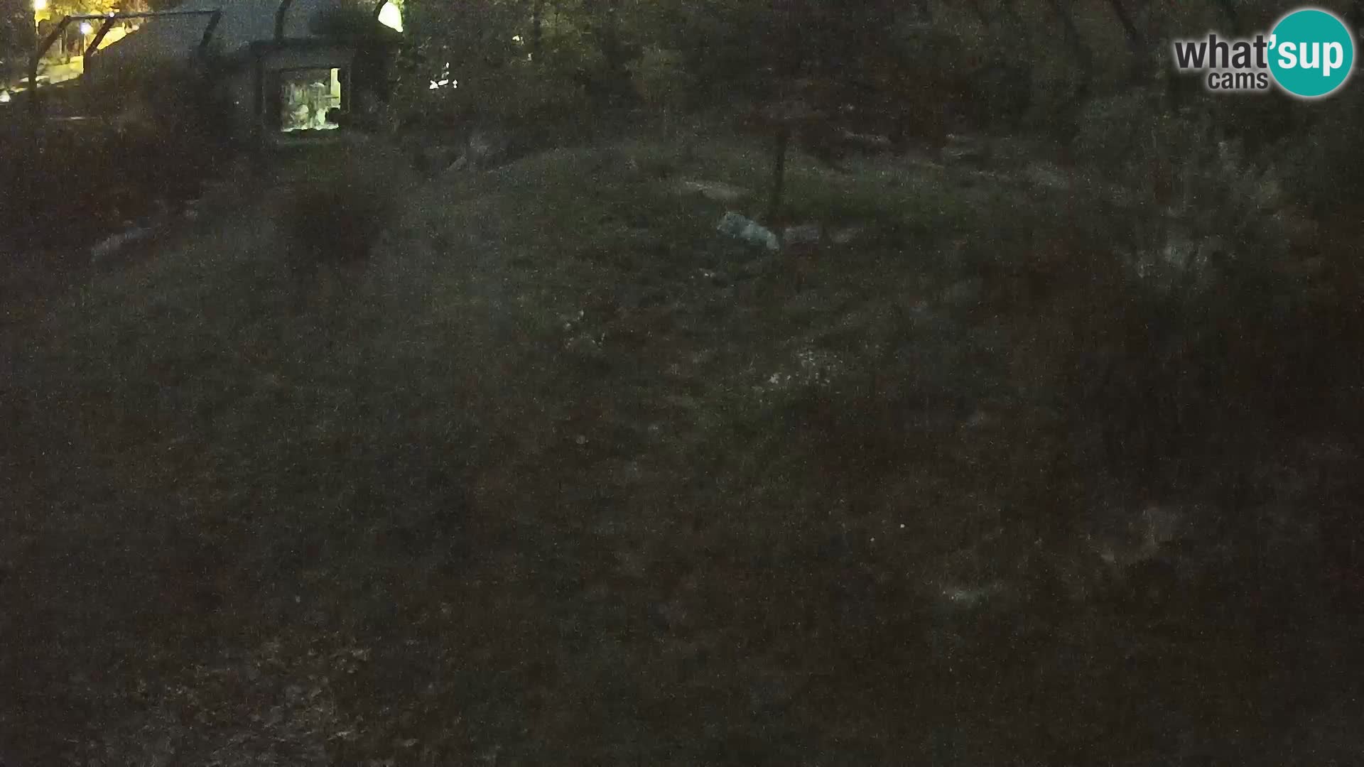 Zoo Ljubljana camera en vivo Leones
