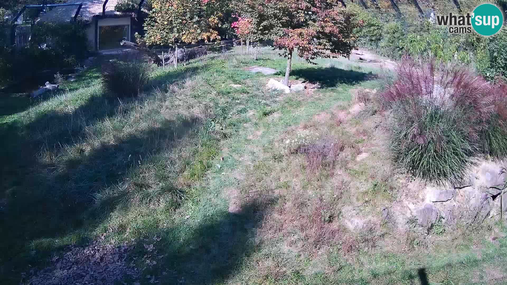 Zoo Ljubljana camera en vivo Leones
