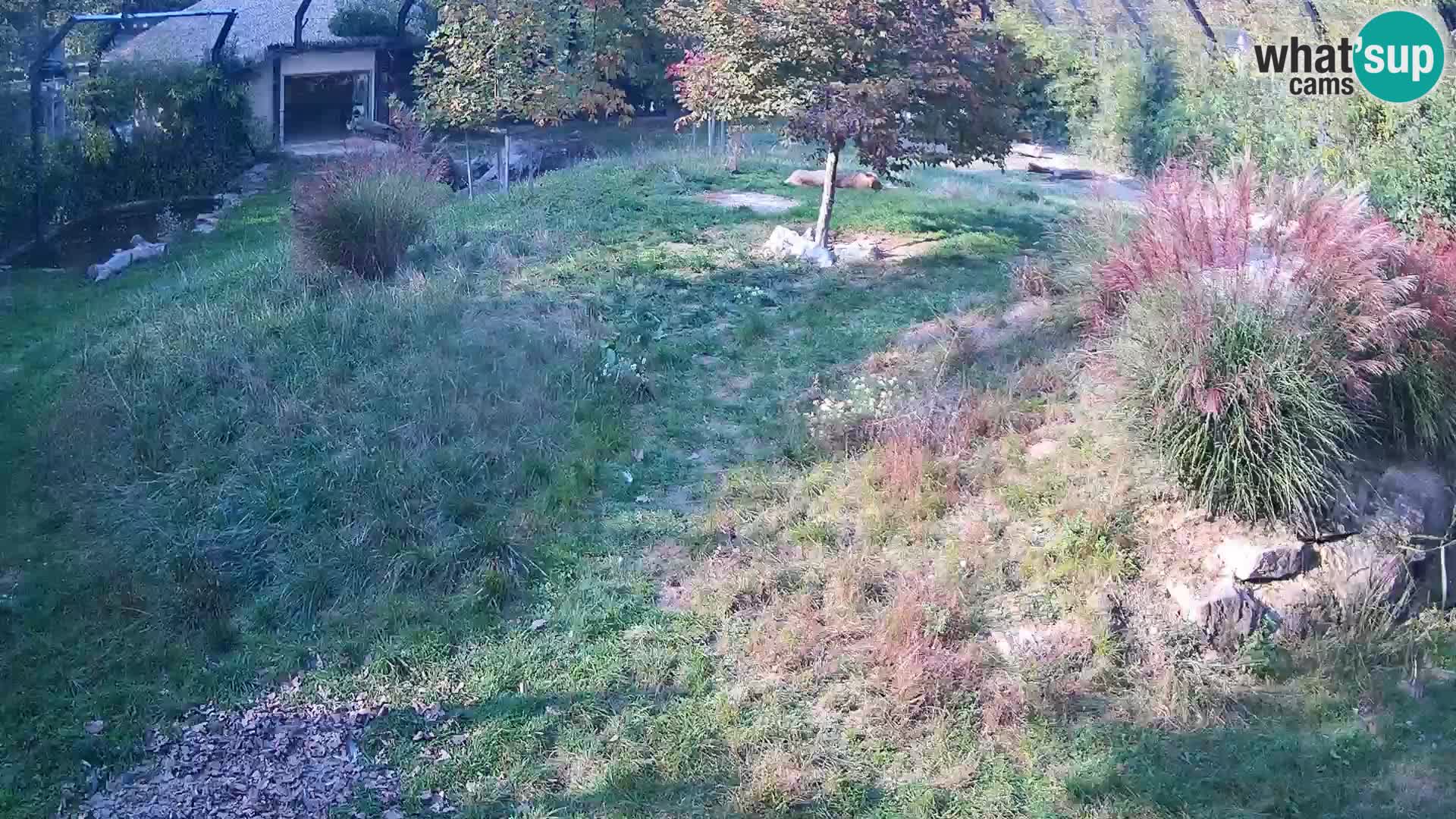 Živalski vrt Ljubljana kamera v živo Levi