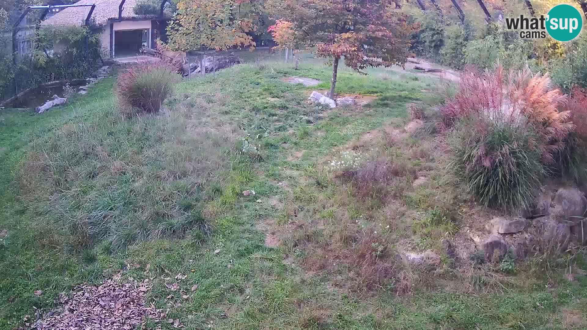 Živalski vrt Ljubljana kamera v živo Levi