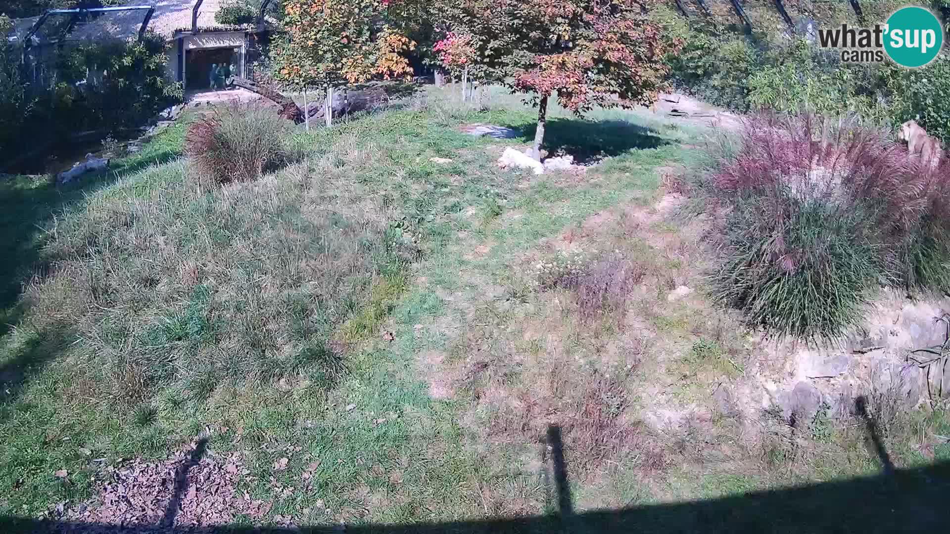 Zoo Ljubljana web kamera Lavovi
