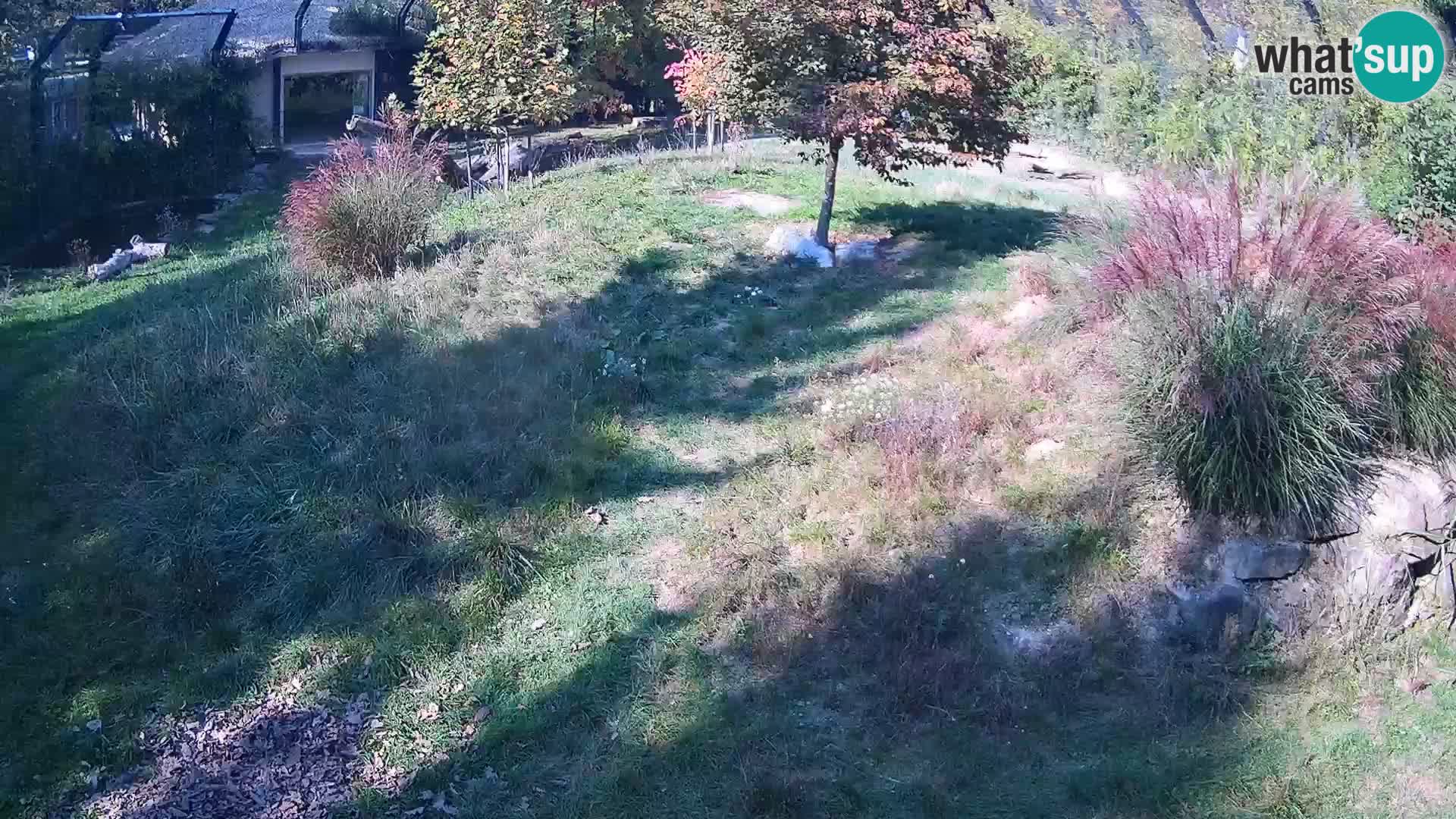 Živalski vrt Ljubljana kamera v živo Levi