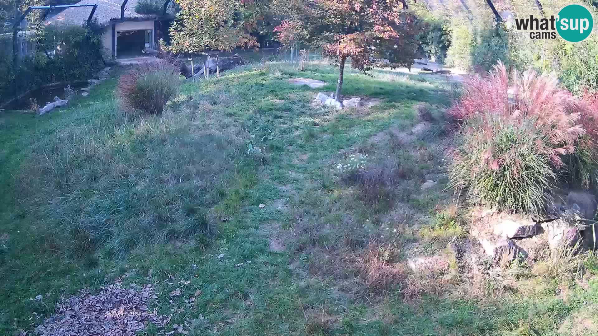 Live Ljubljana Zoo webcam Lion