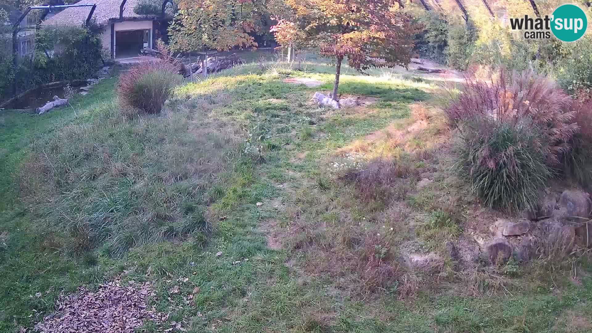 Živalski vrt Ljubljana kamera v živo Levi