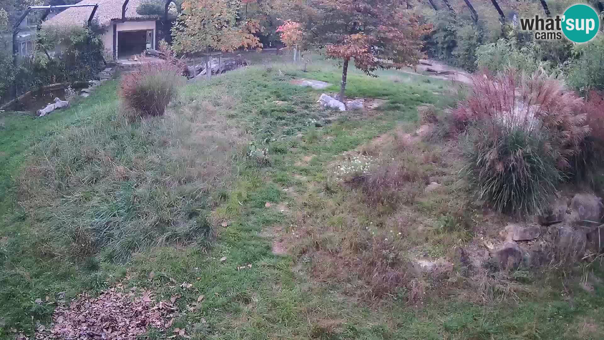 Zoo Ljubljana web kamera Lavovi