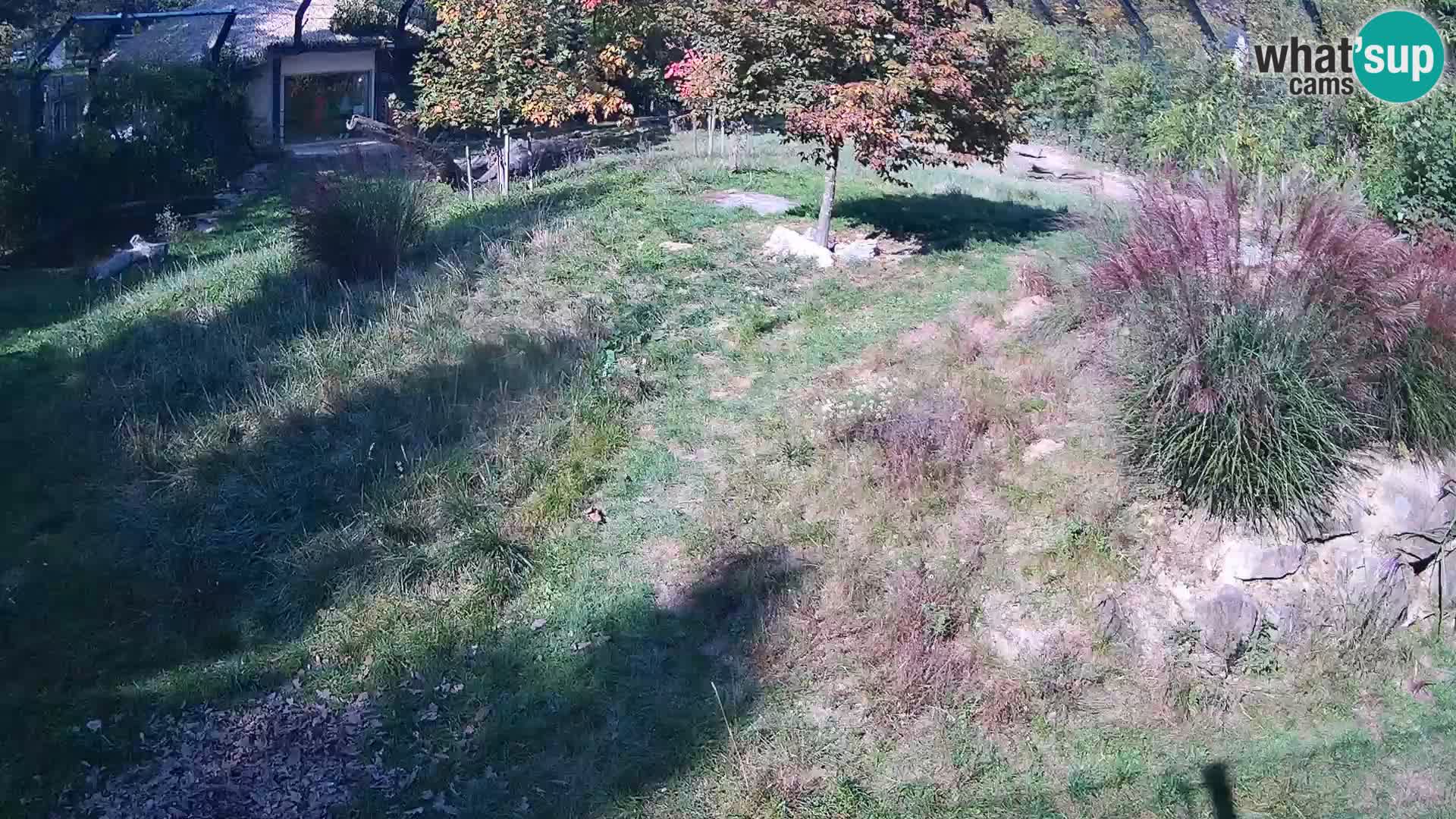 Live Ljubljana Zoo webcam Lion