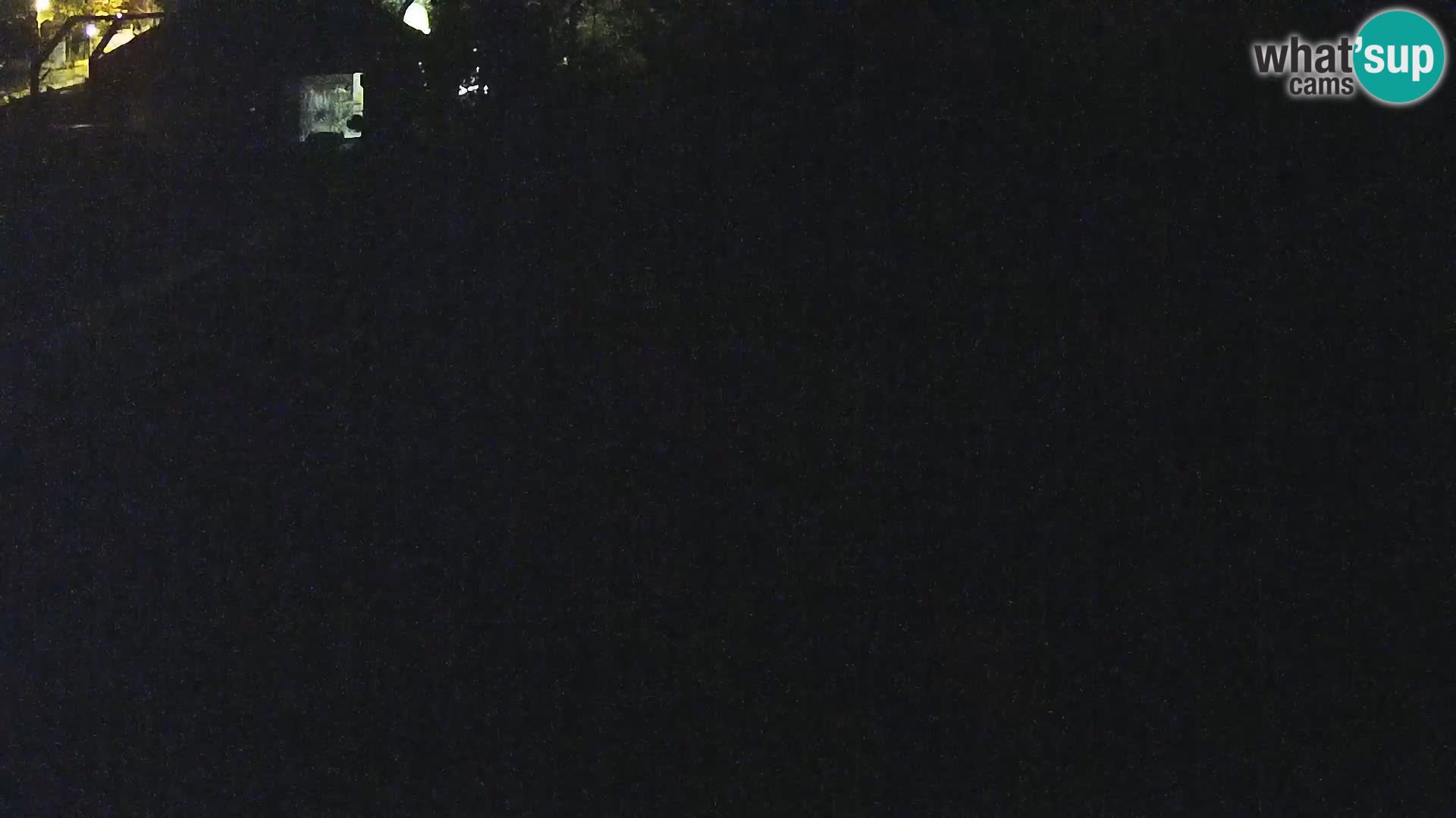 Live Ljubljana Zoo webcam Lion