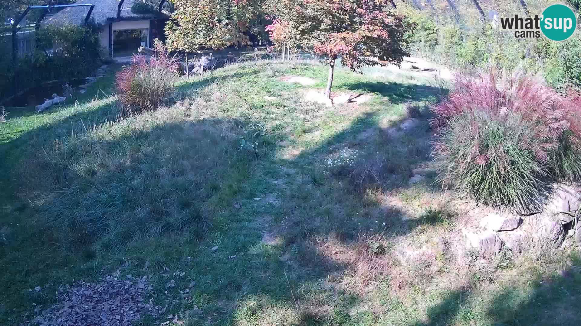 Živalski vrt Ljubljana kamera v živo Levi