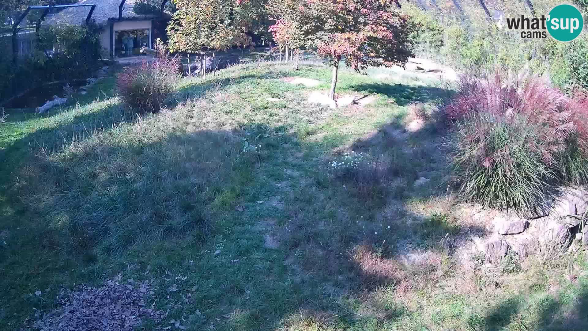 Živalski vrt Ljubljana kamera v živo Levi