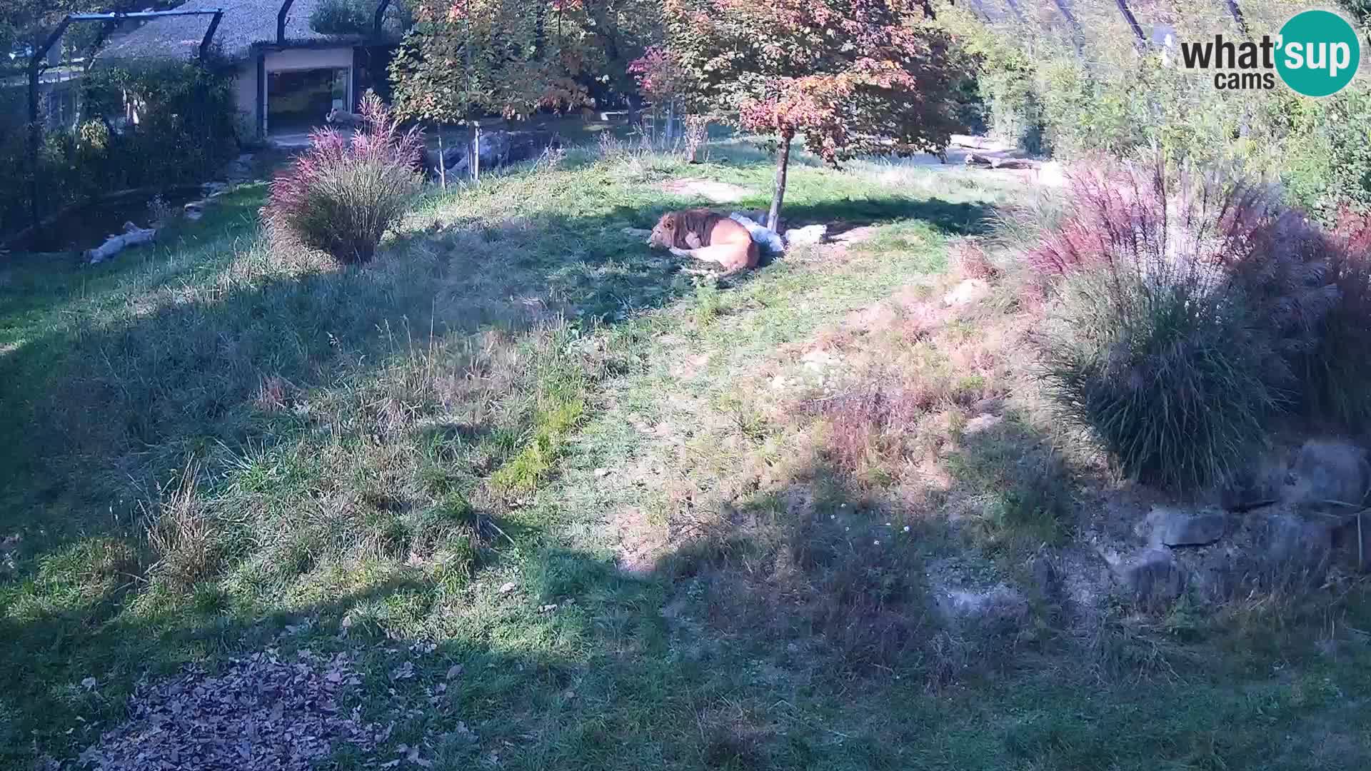 Živalski vrt Ljubljana kamera v živo Levi