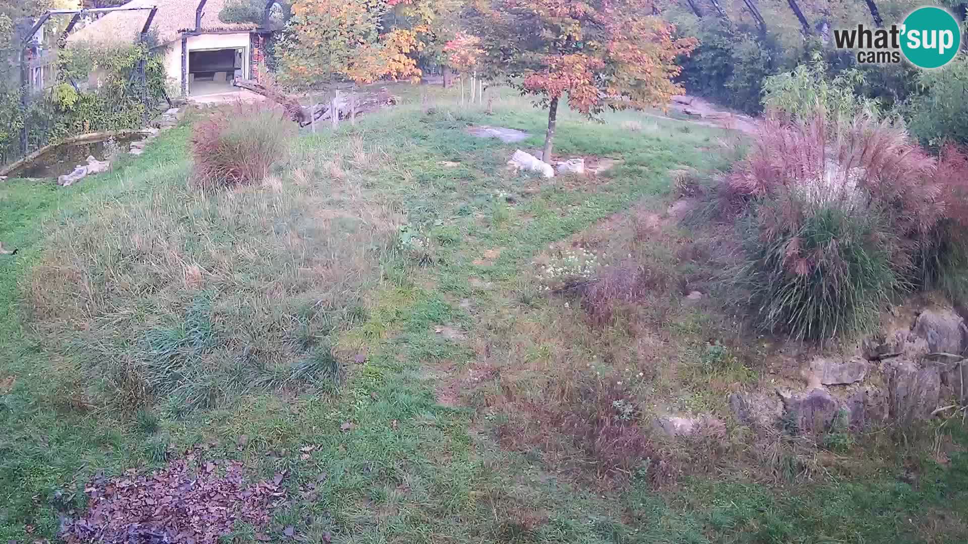 Zoo Lubiana live webcam Leoni