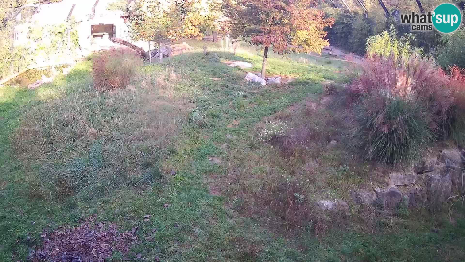 Zoo Ljubljana web kamera Lavovi