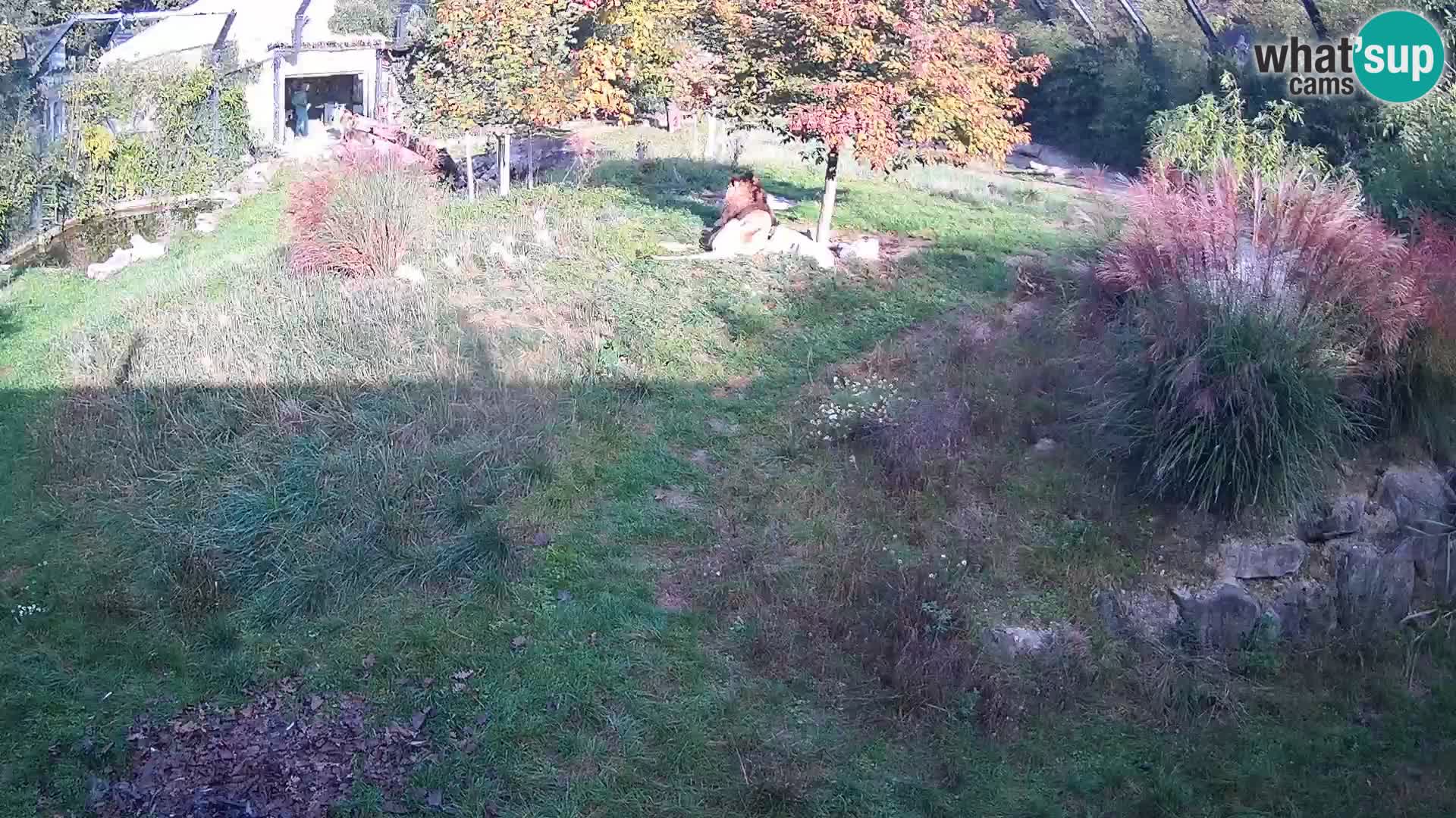 Live Ljubljana Zoo webcam Lion