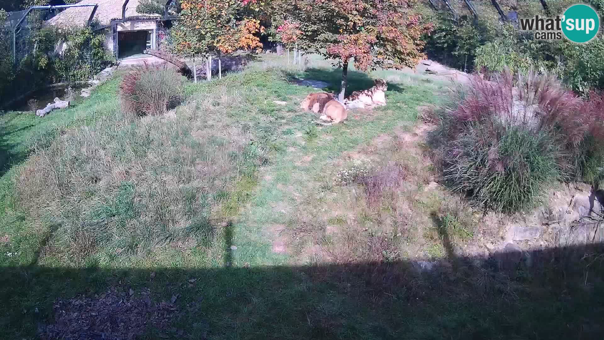 Zoo Ljubljana camera en vivo Leones