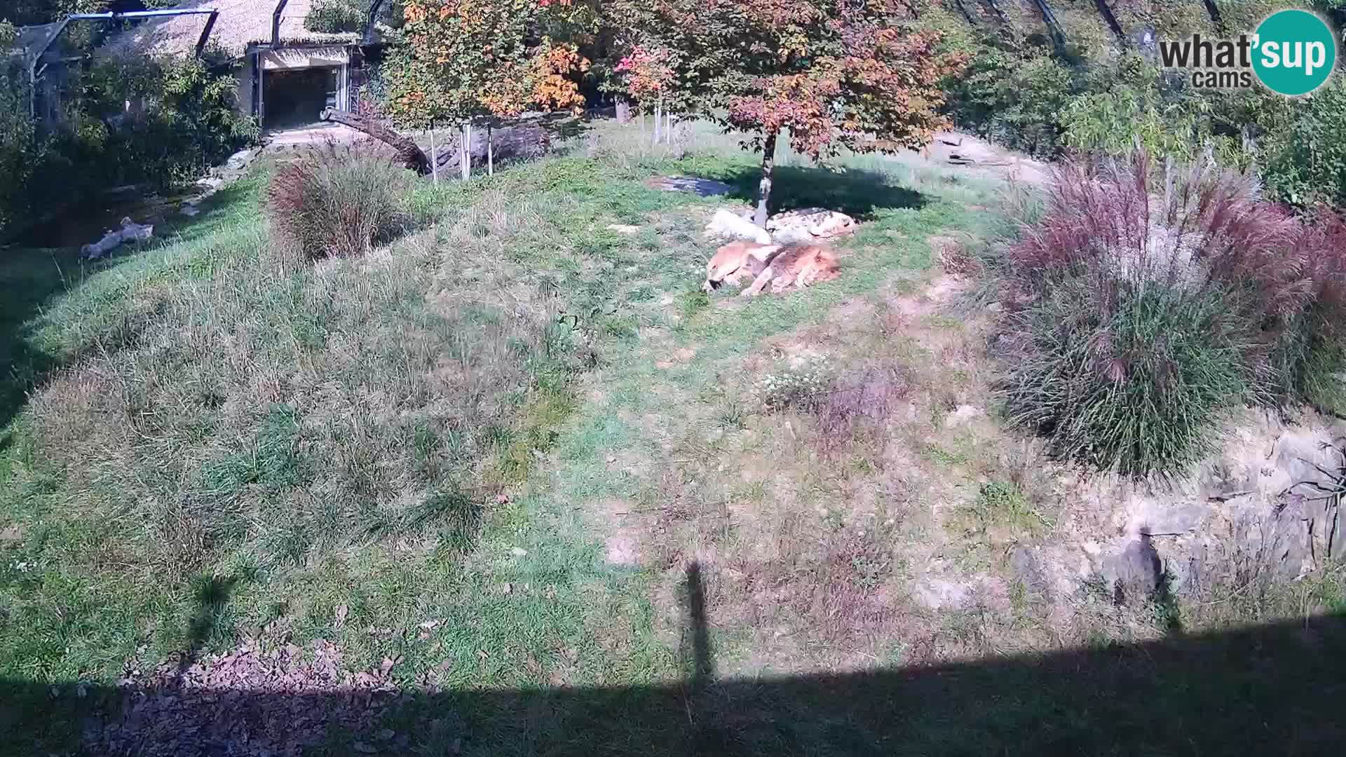 Zoo Ljubljana camera en vivo Leones