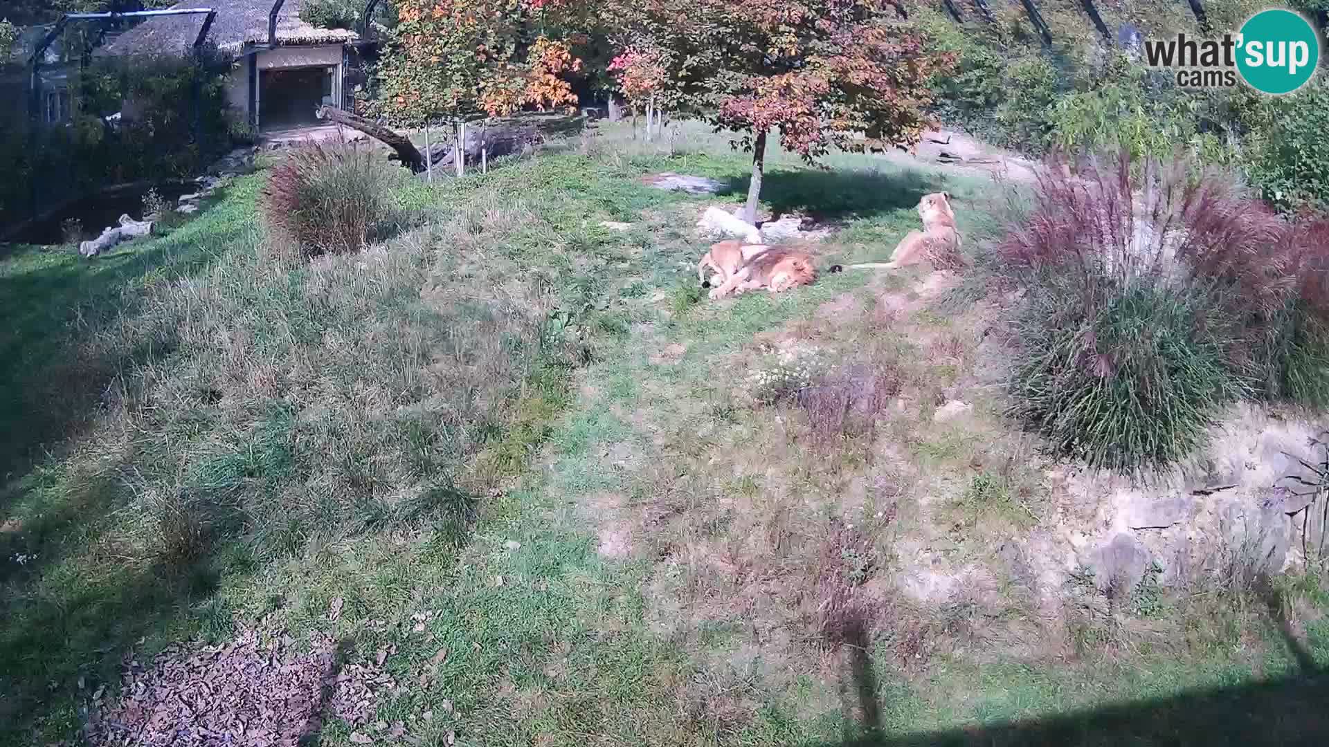 Live Ljubljana Zoo webcam Lion